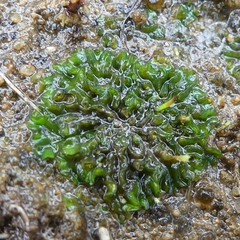 Phaeoceros carolinianus