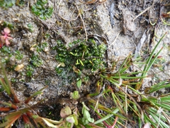 Phaeoceros carolinianus