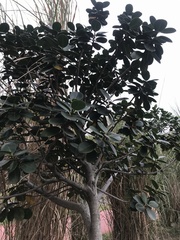 Ficus microcarpa latifolia