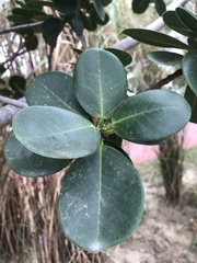 Ficus microcarpa latifolia
