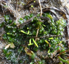 Phaeoceros carolinianus