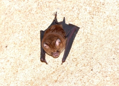 Hipposideros cervinus