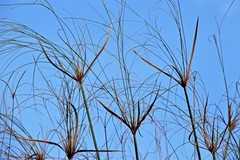 Cyperus giganteus