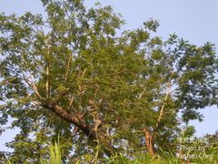 Parkia timoriana
