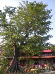 Parkia timoriana