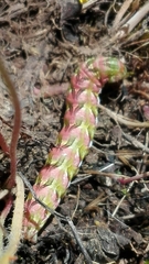 Cucullia chamomillae