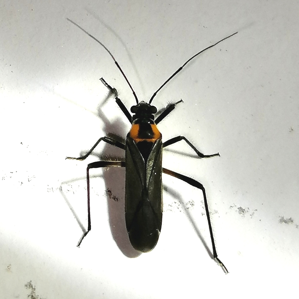 Prepops tupianus