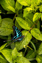 Graphium policenes policenes