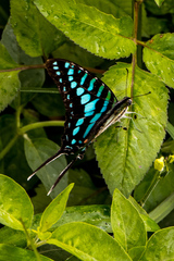 Graphium policenes policenes