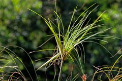 Cyperus giganteus