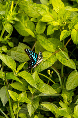 Graphium policenes policenes