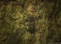 Erichsonocis