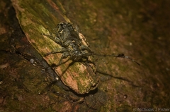 Pentacosmia conferta