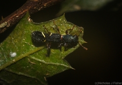 Tarsostenodes simulator