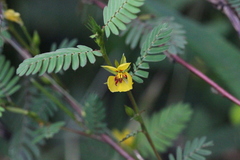 Chamaecrista leschenaultiana