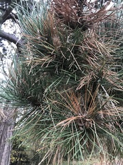 Pinopsida