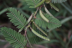 Chamaecrista leschenaultiana