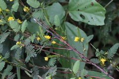 Chamaecrista leschenaultiana