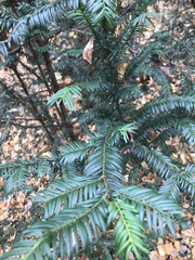 Taxus baccata