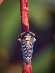 Eurymeloides lineata