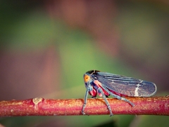 Eurymeloides lineata