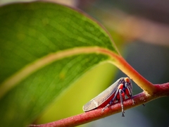 Eurymeloides lineata
