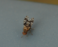 Homoneura euaresta