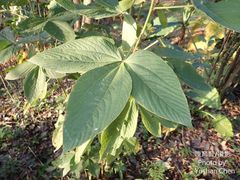 Flemingia macrophylla