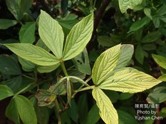 Flemingia macrophylla