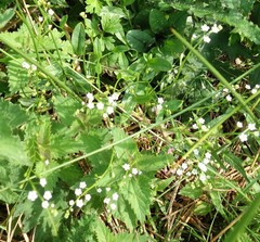Myosotis secunda