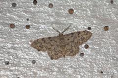 Idaea contiguaria