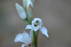 Chloraea crispa