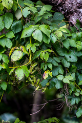 Dioscorea dregeana