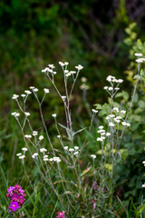 Helichrysum natalitium