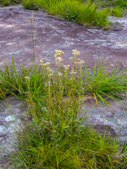 Helichrysum pannosum