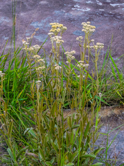 Helichrysum pannosum