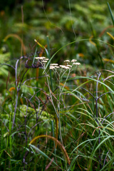 Helichrysum natalitium