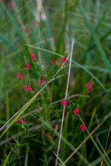 Indigastrum fastigiatum