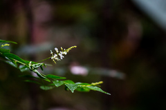 Indigofera natalensis