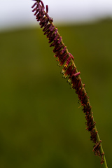 Kniphofia parviflora