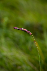 Kniphofia parviflora