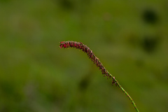 Kniphofia parviflora