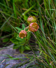 Pachycarpus grandiflorus