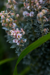 Lotononis viminea
