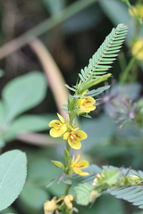 Chamaecrista leschenaultiana