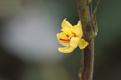 Chamaecrista leschenaultiana