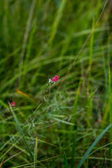 Indigastrum fastigiatum