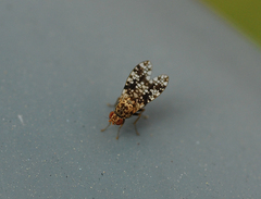 Homoneura euaresta