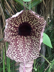 Aristolochia grandiflora image