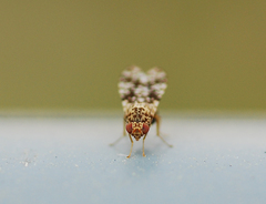 Homoneura euaresta